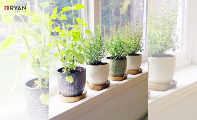 Plant a small herb garden on a windowsill