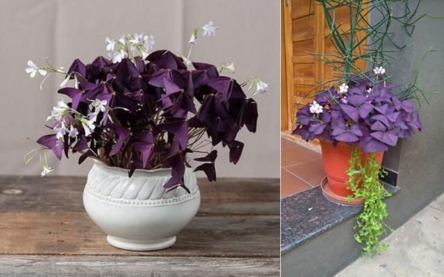 Oxalis Plant